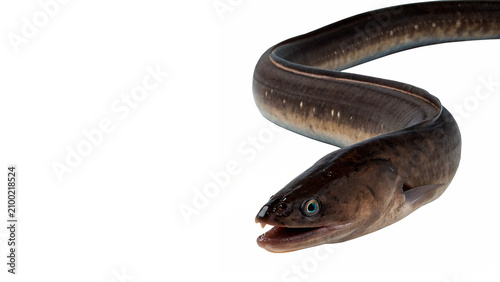Obraz na płótnie Long dark brown eel fish marine wildlife view isolated on transparent background