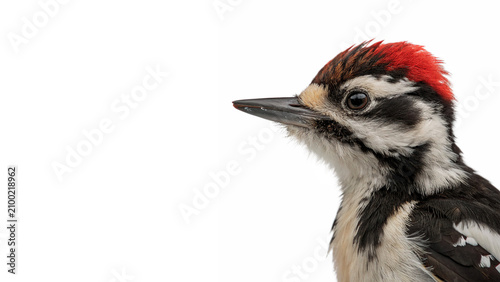 Foto Beautiful detailed woodpecker bird profile wildlife portrait isolated on transpa