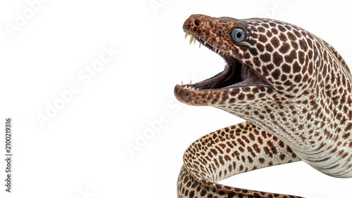 Fotografía Spotted moray eel with open jaws marine predator isolated on transparent backgro