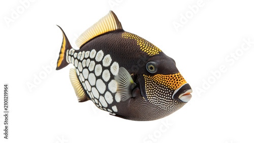 Canvastavla Brightly patterned triggerfish swimming marine wildlife view isolated on transpa