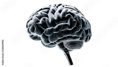 Tableau sur toile Isolated abstract dark gray human brain anatomy, intricate cerebral structure me