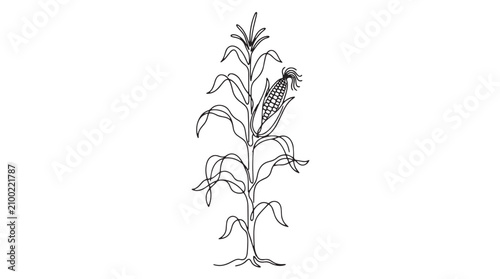 Bild auf Leinwand Vintage corn stalk line art illustration, hand drawn maize plant with ear of cor