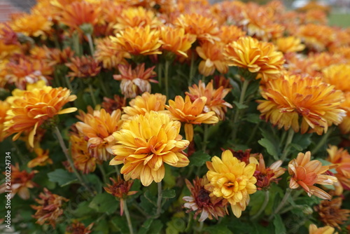 Bild auf Leinwand Profuse orange flowers of Chrysanthemum in October