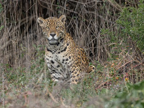 фотографія The Queen of the Pantanal: a jaguar on the banks of the Rio Negro