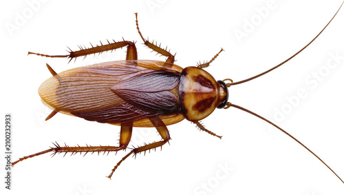 Bild auf Leinwand Isolated top view of a large brown American cockroach insect pest with shiny wings and antennae