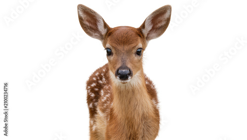 Isolated adorable baby deer fawn with spotted coat looking at camera closeup portrait