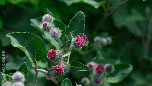 A close-up shot of blooming burdock flowers with purple prickly heads and green leaves in a natural outdoor environment.