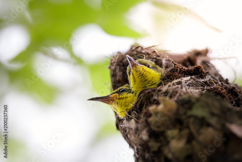 Olive-backed Sunbird, Cinnyris jugularis, Baby, staying in nest, waiting for parent to return with insects and other small food items, tiny and active sunbird of forests or parks, baby birds in nest