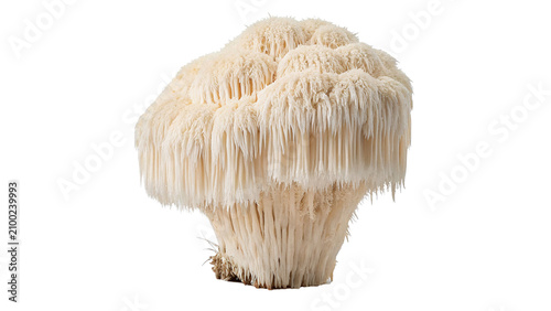 Tableau sur toile Fresh lions mane hericium erinaceus medicinal mushroom isolated on transparent b