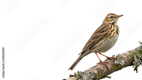 Vászonkép Small wild meadow pipit bird perched on a branch isolated on transparent backgro