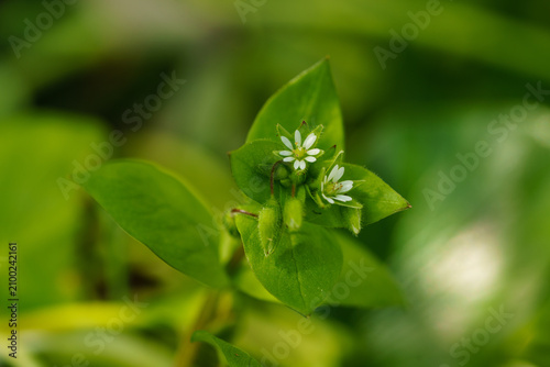 Bild auf Leinwand A small white flower on a green plant