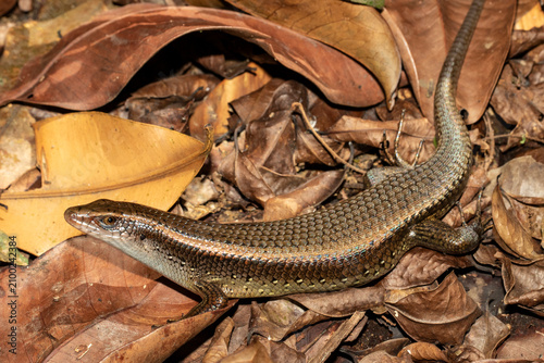Bild auf Leinwand Common Sun Skink basking in leaf litter
