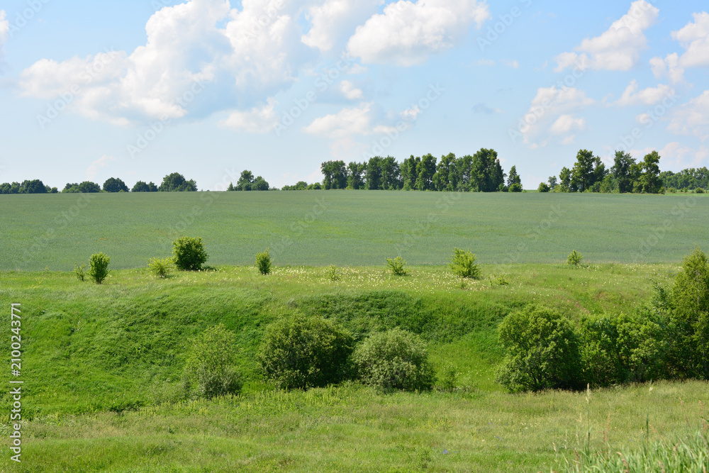 Fototapeta premium Green Meadow with Trees and Bushes in Rural Landscape