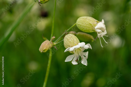 Foto Close up of white bladder campion wild flowers with inflated green calyx bloomin