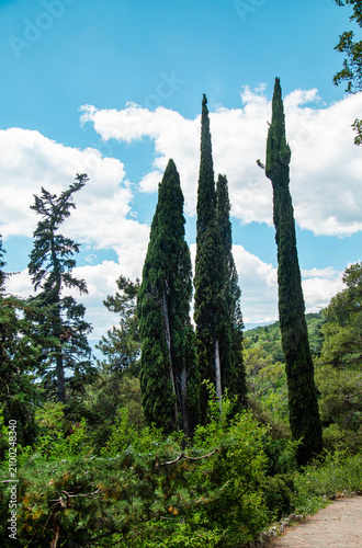 Foto A pyramidal cypress tree on a clear sunny day