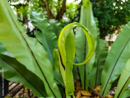 Foto Ornamental plant Bird's Nest Fern (Asplenium nidus)