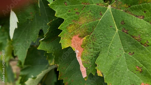 Foto Grapevine leaves infected with downy mildew (Plasmopara viticola) showing yellow