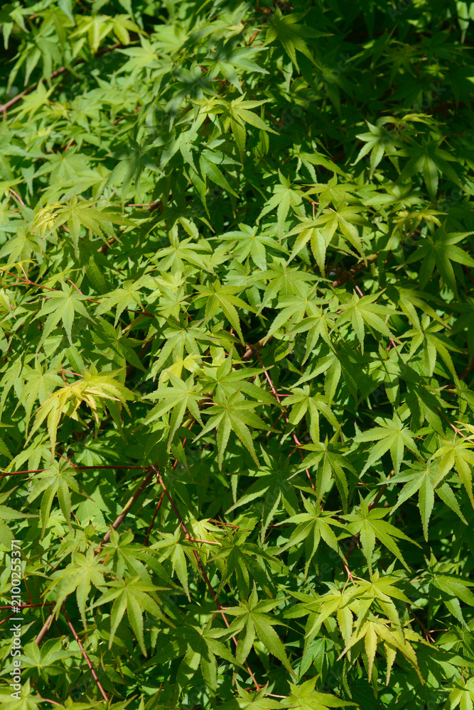 Obraz premium A vertical full frame view captures a dense pattern of vibrant green palmate leaves growing on a Japanese maple shrub under bright natural light - latin name - Acer palmatum