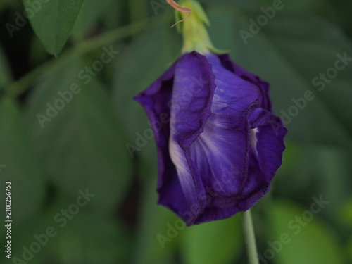 Fotografie Front-angle photo of a purple Butterfly pea flower