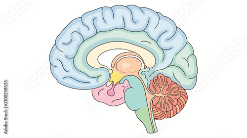 Detailed Human Brain Sagittal Section Vector Diagram
