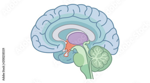 Cross Section Vector Illustration of Human Brain Sagittal View