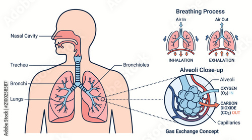 Complete Human Respiratory System Diagram with Breathing Process and Alveoli Close Up