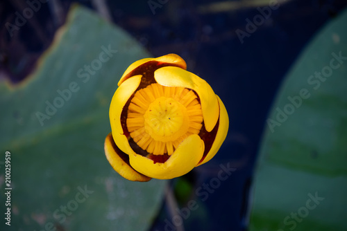 Fotografía Overhead Macro of Yellow Water Lily Floating on Pond