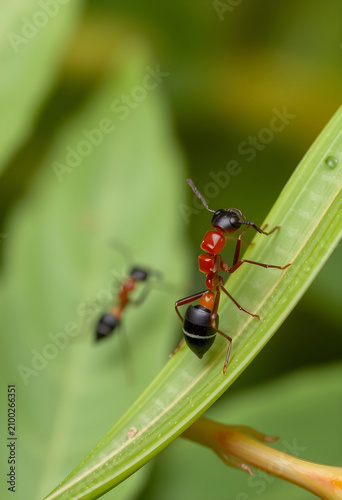 Red and black ant crawling ...