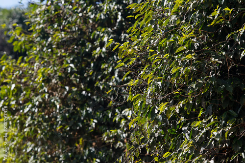Productive coffee bush loaded with ripe red berries in the field