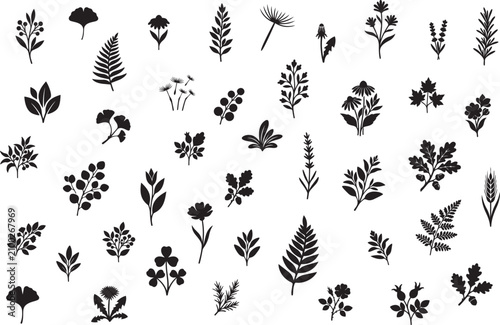 Botanical wildflowers and plants silhouette vector set