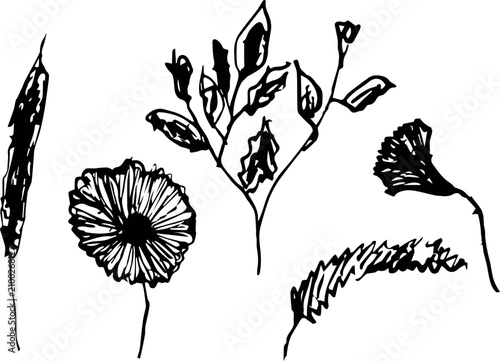 Hand drawn flowers, leaves and wild grass set