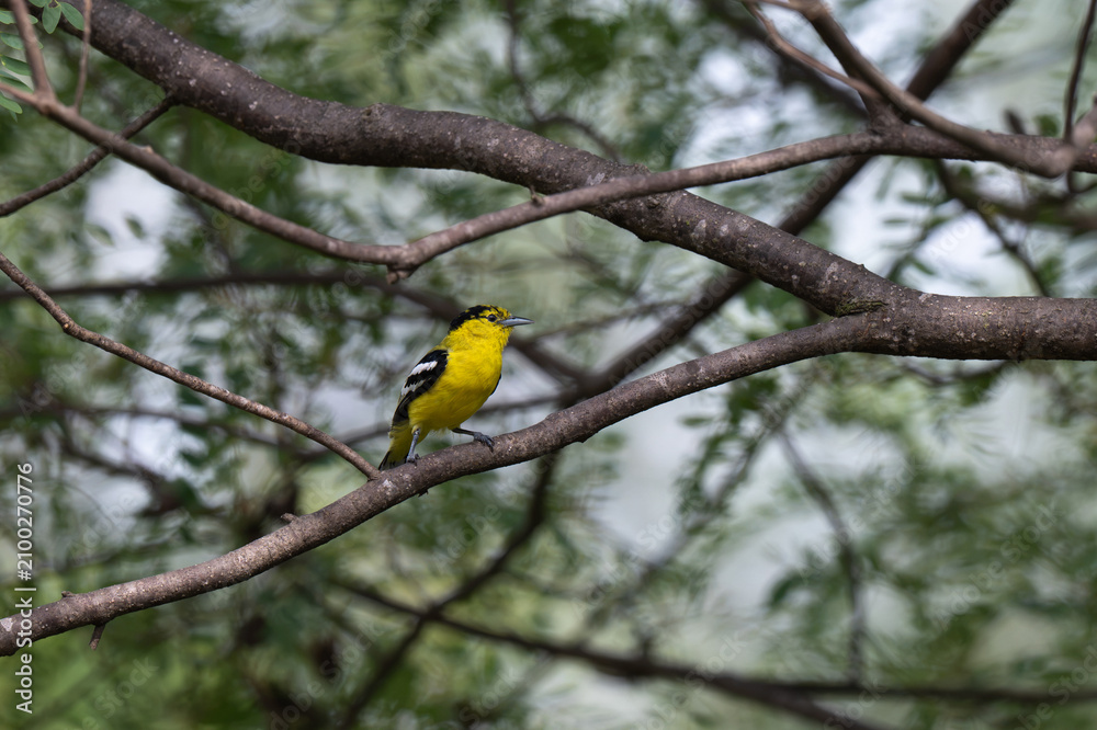 Obraz premium A male White tailed Iora featuring bright yellow plumage and striking black and white wings, perched gracefully on thin branch with a soft, out of focus green natural background and leaves.