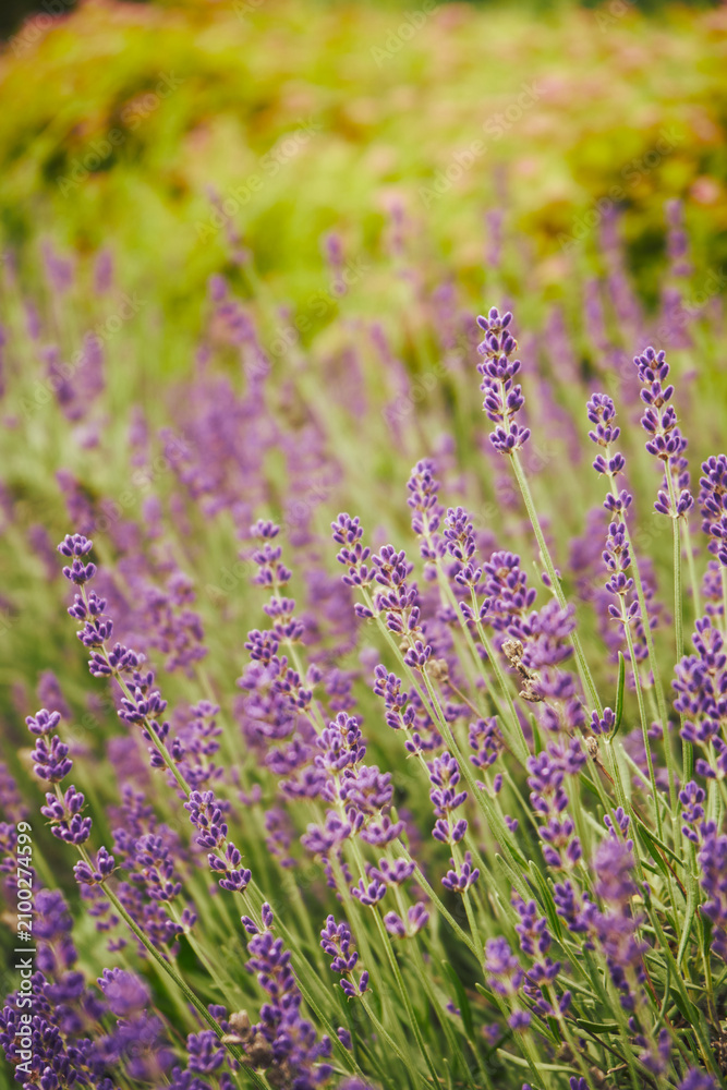 Obraz premium Lawenda wąskolistna, lekarska, wonna, Lavandula angustifolia