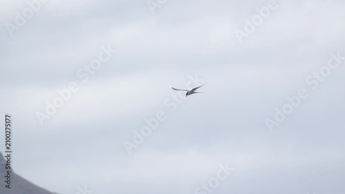 Arctic tern flying in the sky over the coast of Iceland