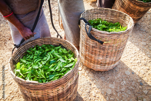 Fresh tea leaves collected in baskets for further processing in Sri Lanka