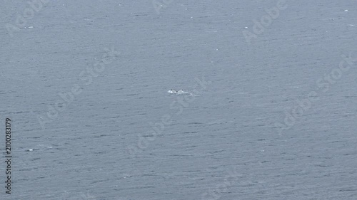 Whale tail fluke diving in the deep North Atlantic ocean waters of Iceland