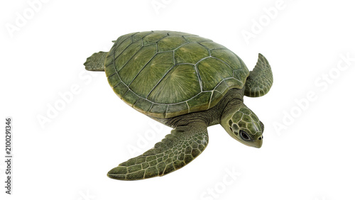 Canvas Print Small green sea turtle swimming marine wildlife ocean view isolated on transpare