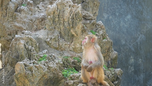 Photography a lonely monkey in the zoo in the afternoon