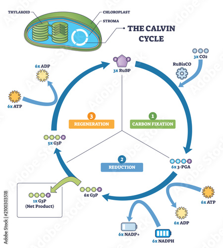 Foto Calvin cycle brief outline shows carbon fixation, reduction, and regeneration in a circular path, highlighting chloroplast inset, RuBisCO with CO2, and ATP-NADPH flow