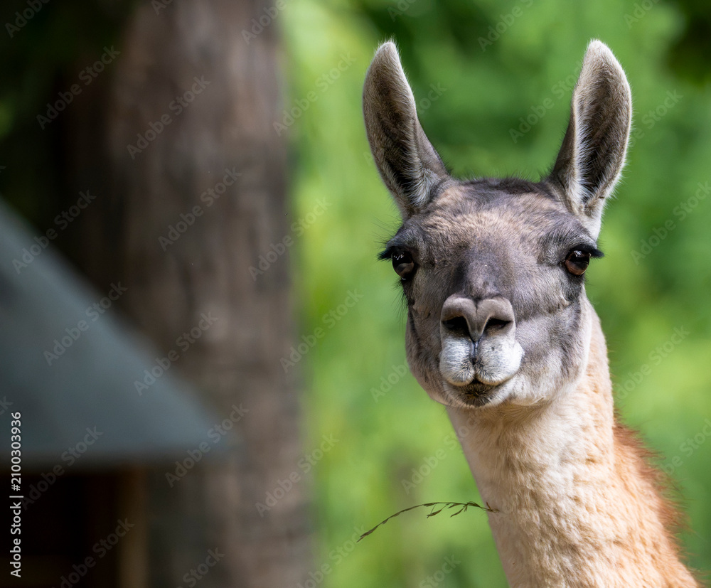 Fototapeta premium Portrait of a curious llama looking directly toward the camera in a peaceful natural setting with soft green background and subtle copy space for text