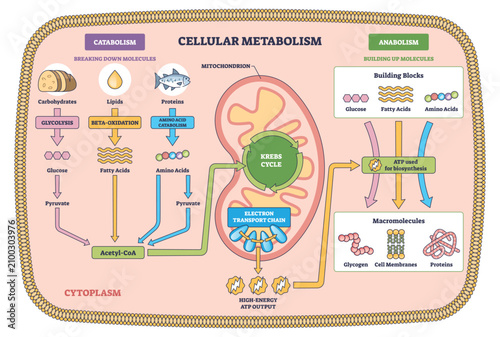 Obraz na plátně Cellular metabolism brief diagram shows mitochondrion with Krebs cycle and electron transport chain, tracing ATP flow between catabolism and anabolism