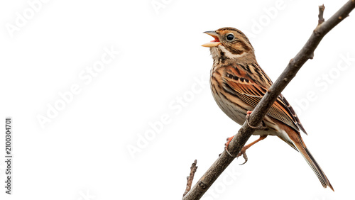 Photos Small wild songbird sparrow perched on a thin branch isolated on transparent bac