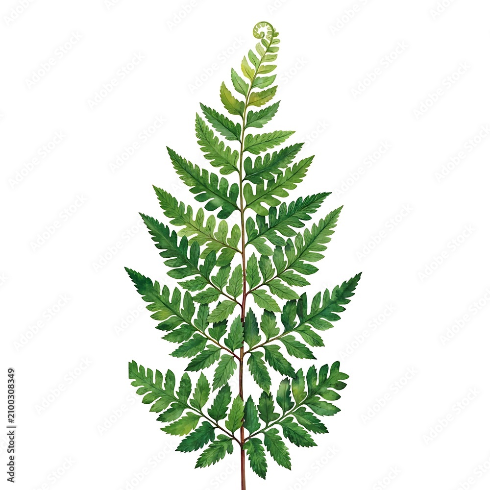 Obraz premium Green fern leaf illustration. Watercolor botanical art. Natural forest plant.