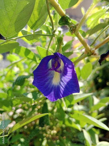 Obraz na plátně Vibrant Blue Butterfly Pea Flower Closeup In Lush Green Garden Foliage With Morn
