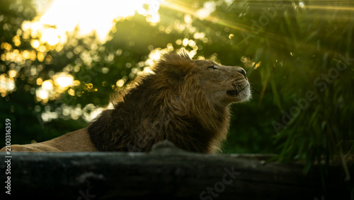 Majestic African lion raising its head toward the evening sun beneath golden rays, creating an inspiring wildlife image with abundant copy space
