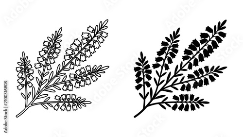 Botanical Sketch of a Heath Branch: A delicate illustration of a heath plant branch in two styles: one in black and white outline, the other in silhouette.