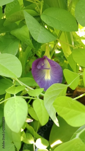 Fotografía Vibrant Blue Butterfly Pea Flower Closeup In Lush Green Garden Foliage With Morn