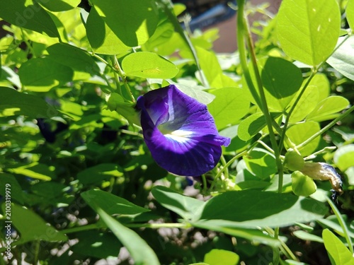 Принти на полотні Vibrant Blue Butterfly Pea Flower Closeup In Lush Green Garden Foliage With Morn