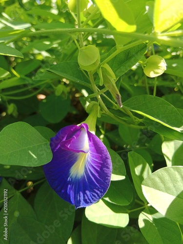 Foto Vibrant Blue Butterfly Pea Flower Closeup In Lush Green Garden Foliage With Morn