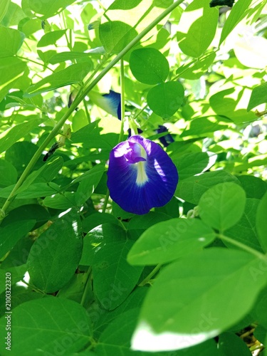 Foto Vibrant Blue Butterfly Pea Flower Closeup In Lush Green Garden Foliage With Morn